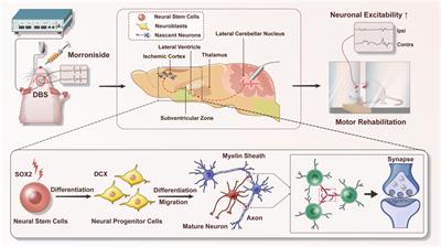 Deep brain stimulation combined with morroniside promotes neural plasticity and motor functional recovery after ischemic stroke